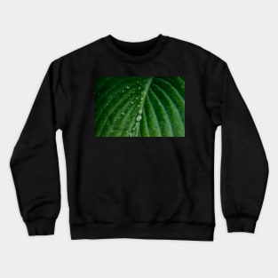 Water droplets on Hosta leaf Crewneck Sweatshirt